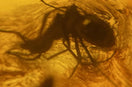 Bernstein und Insekten — wenn ein Tier 40 Millionen Jahre wartet