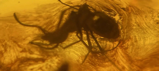 Bernstein und Insekten — wenn ein Tier 40 Millionen Jahre wartet