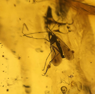 7 (Fun-) Facts über Bernstein, die du kennen solltest