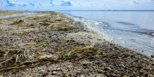 Warum die Ostsee so viele Fossilien freigibt