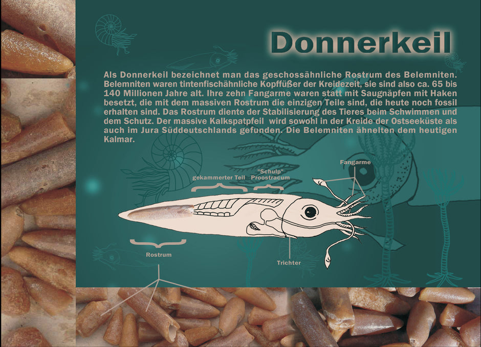 Postkarte Donnerkeil aus der Ostsee von Rügen