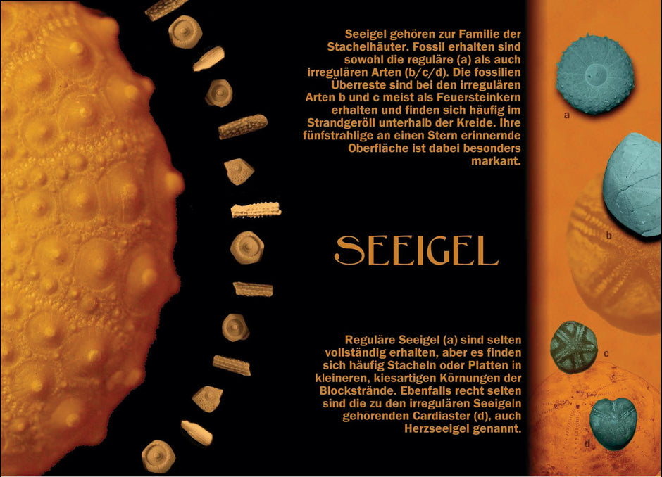 Postkarte Seeigel – maritimes Flair von Rügen