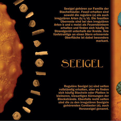 Postkarte Seeigel – maritimes Flair von Rügen