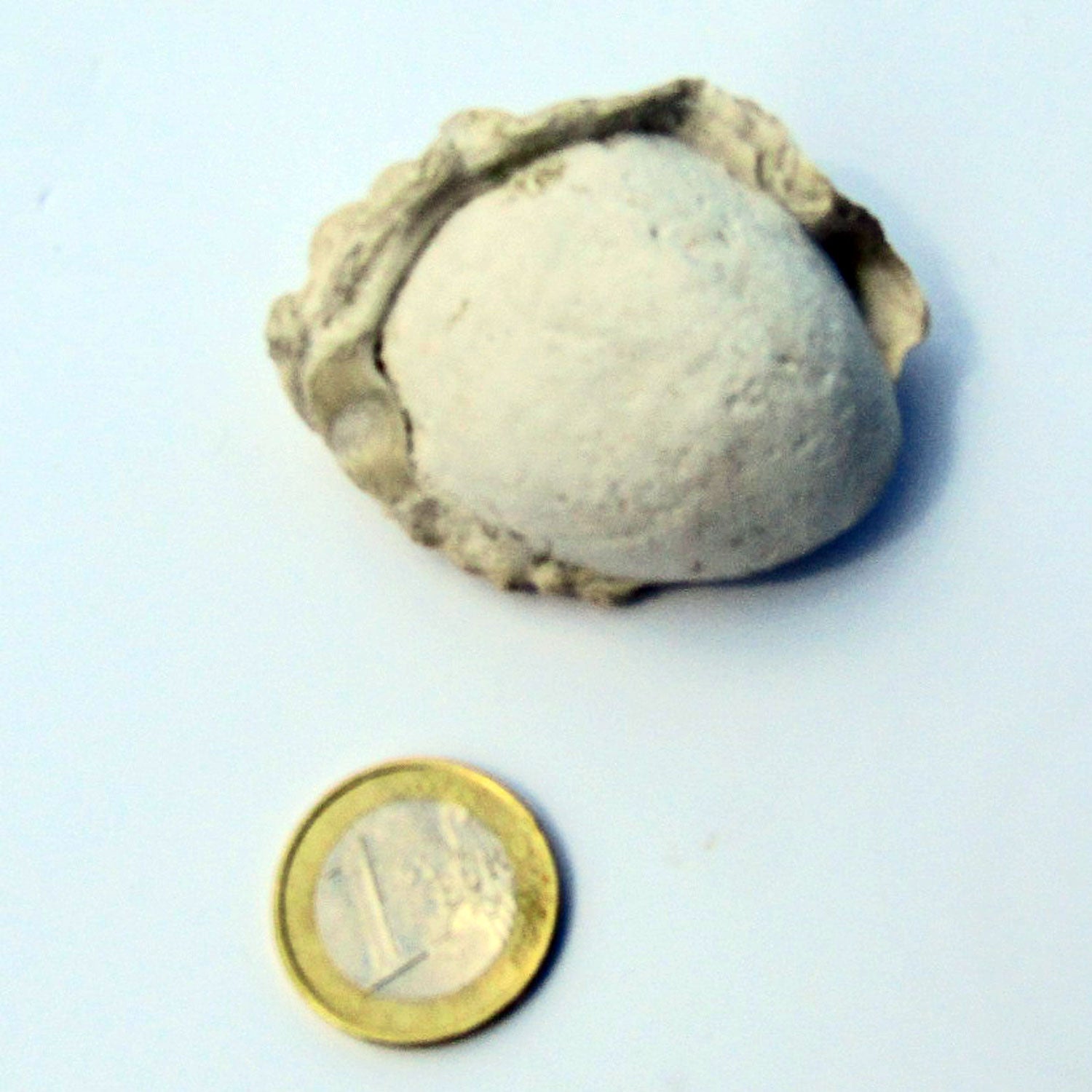 Zackenauster aus der Rügener Kreide