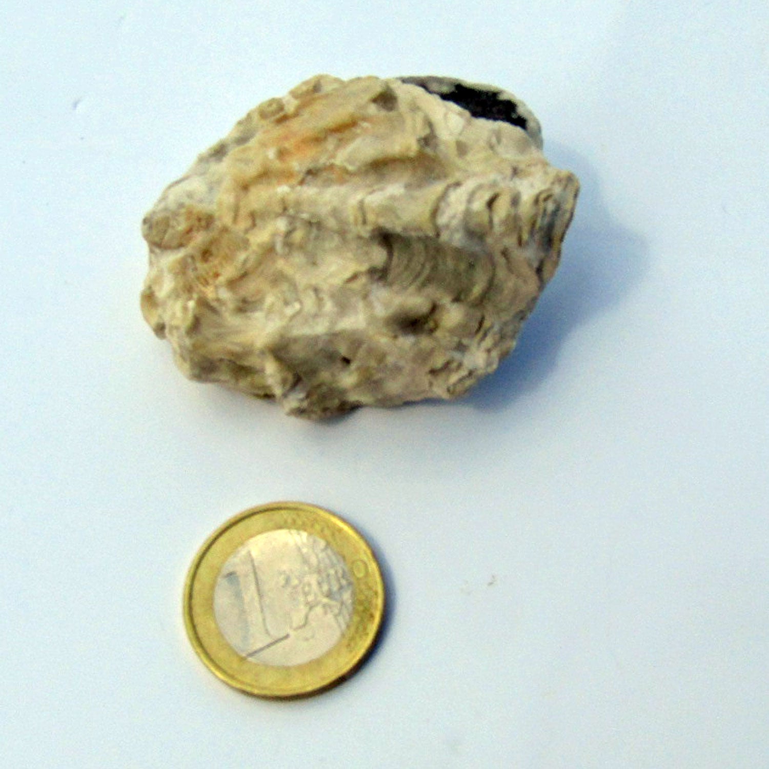 Zackenauster aus der Rügener Kreide