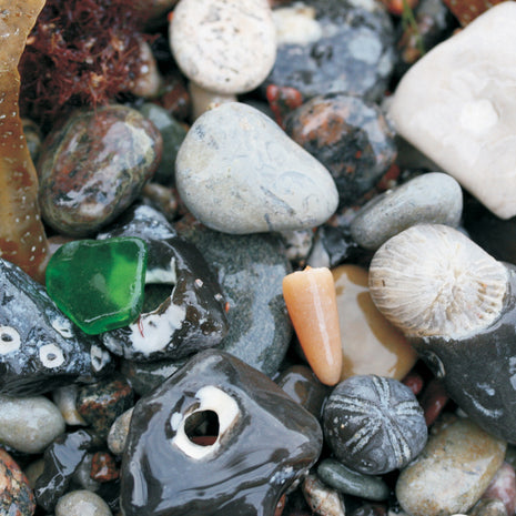 Postkarte "Strandfunde – Fossilien & Sammelschätze Rügen"