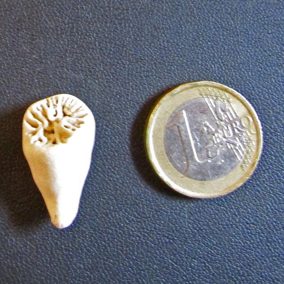 Einzelkoralle aus der Rügener Kreide