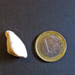 Einzelkoralle aus der Rügener Kreide