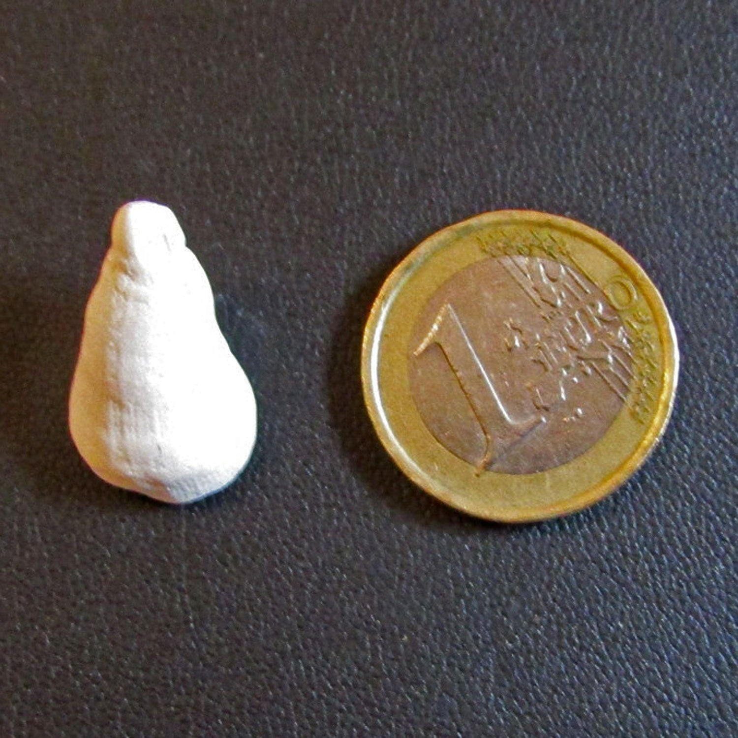 Einzelkoralle aus der Rügener Kreide