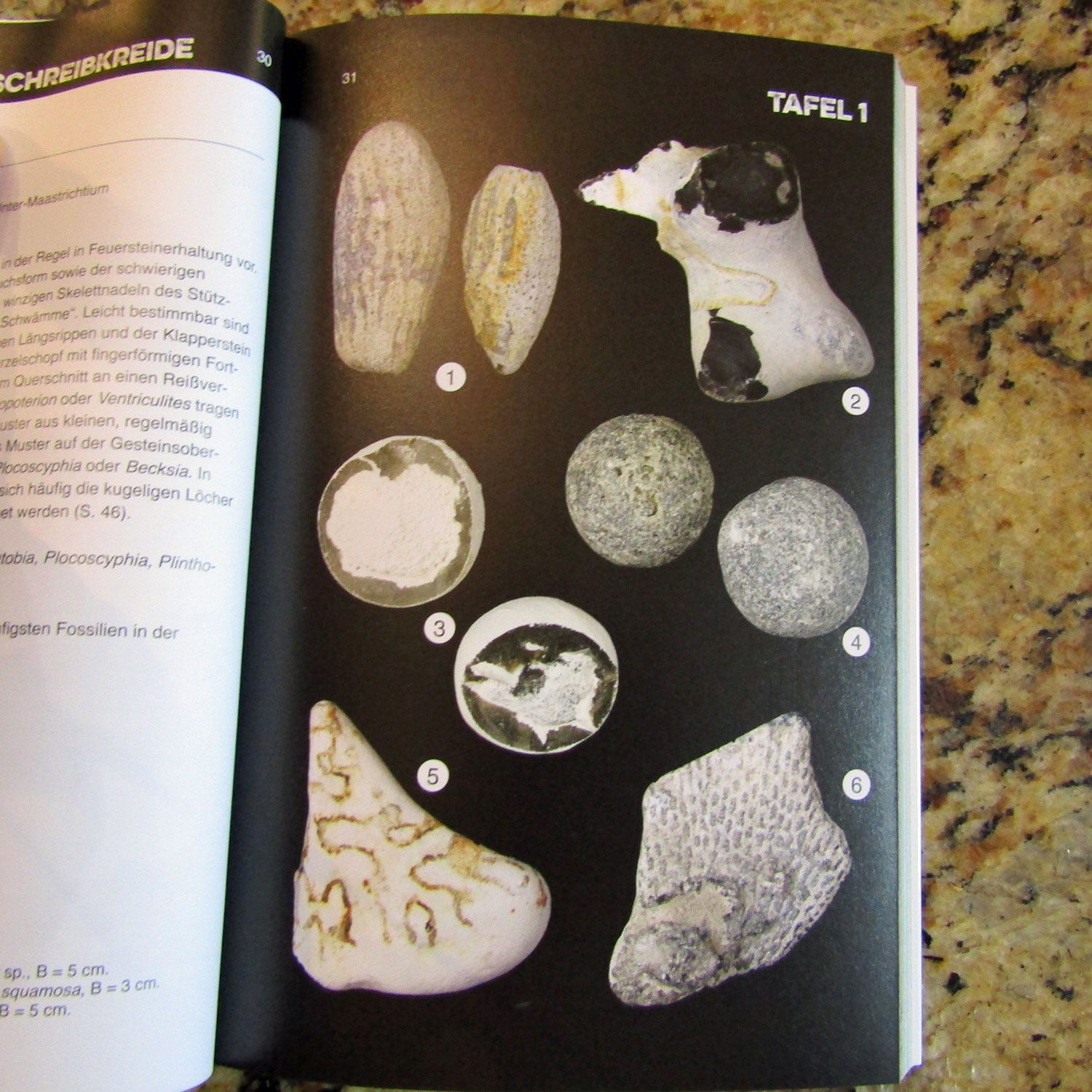 Fossilien auf Rügen - Suchen, Sammeln und Bestimmen