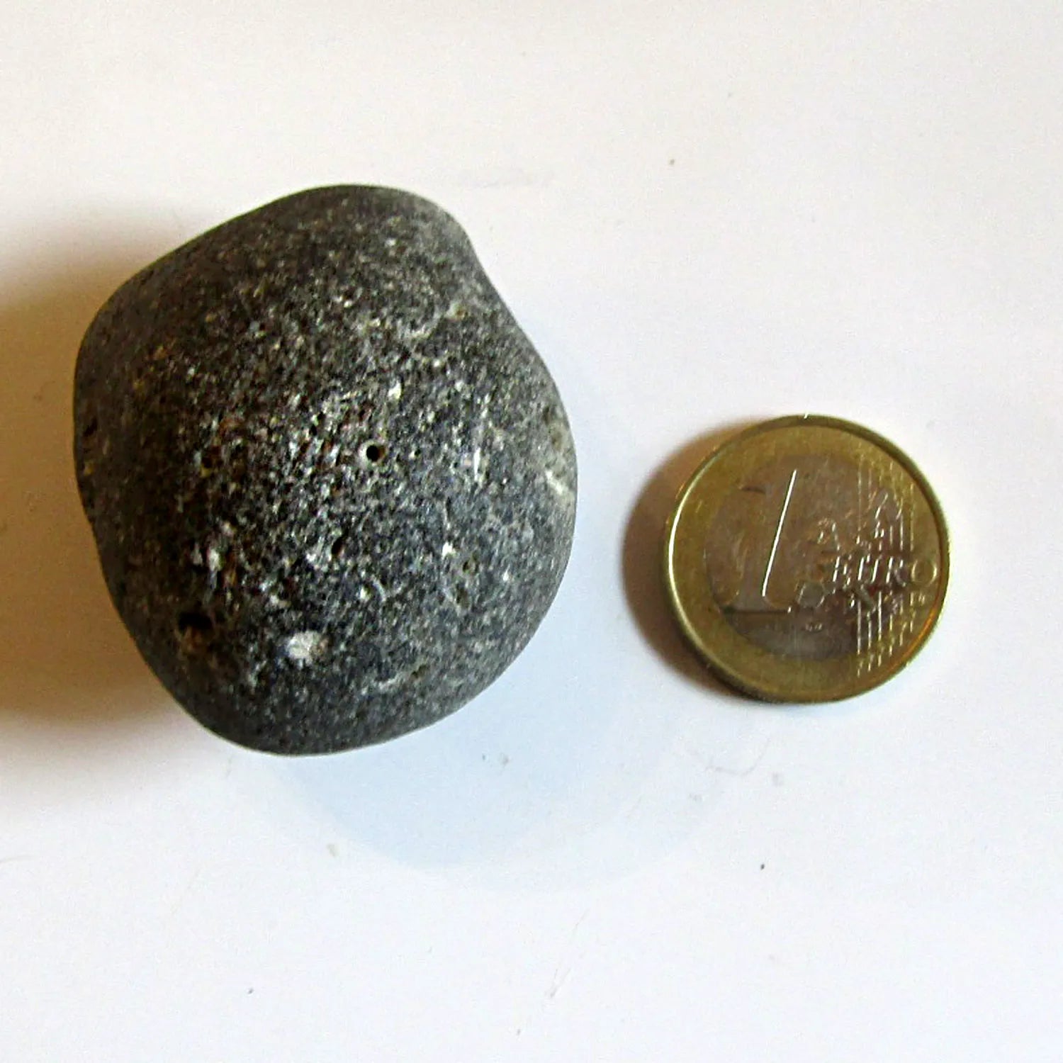 Kugelschwamm Plinthosella squamosa – Klapperstein von Rügen