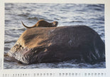 Insel Rügen 2027 – Kalender mit Fotografien von Karsten Bartel