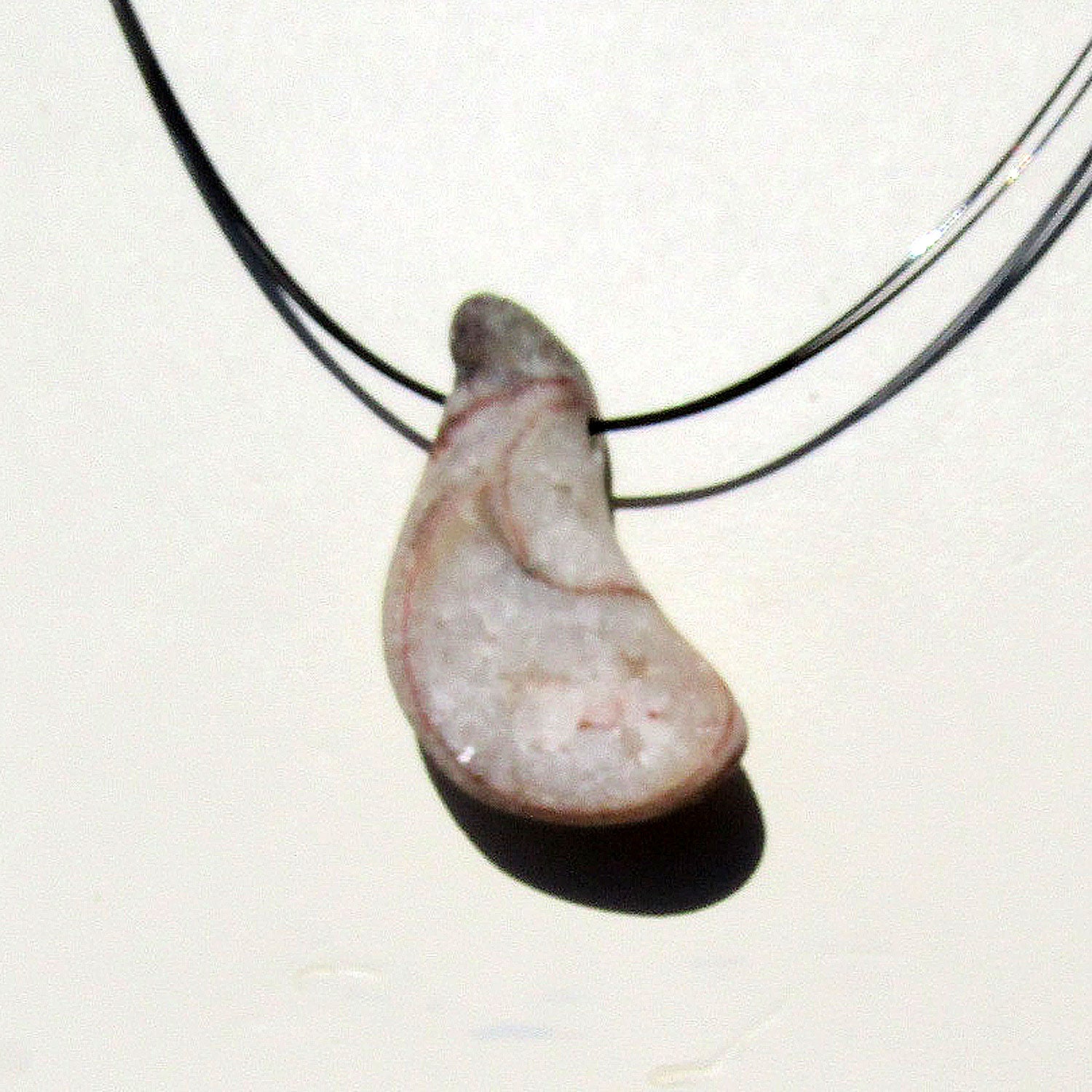 Geschliffenes Orthoceras von der Ostsee-Insel Rügen