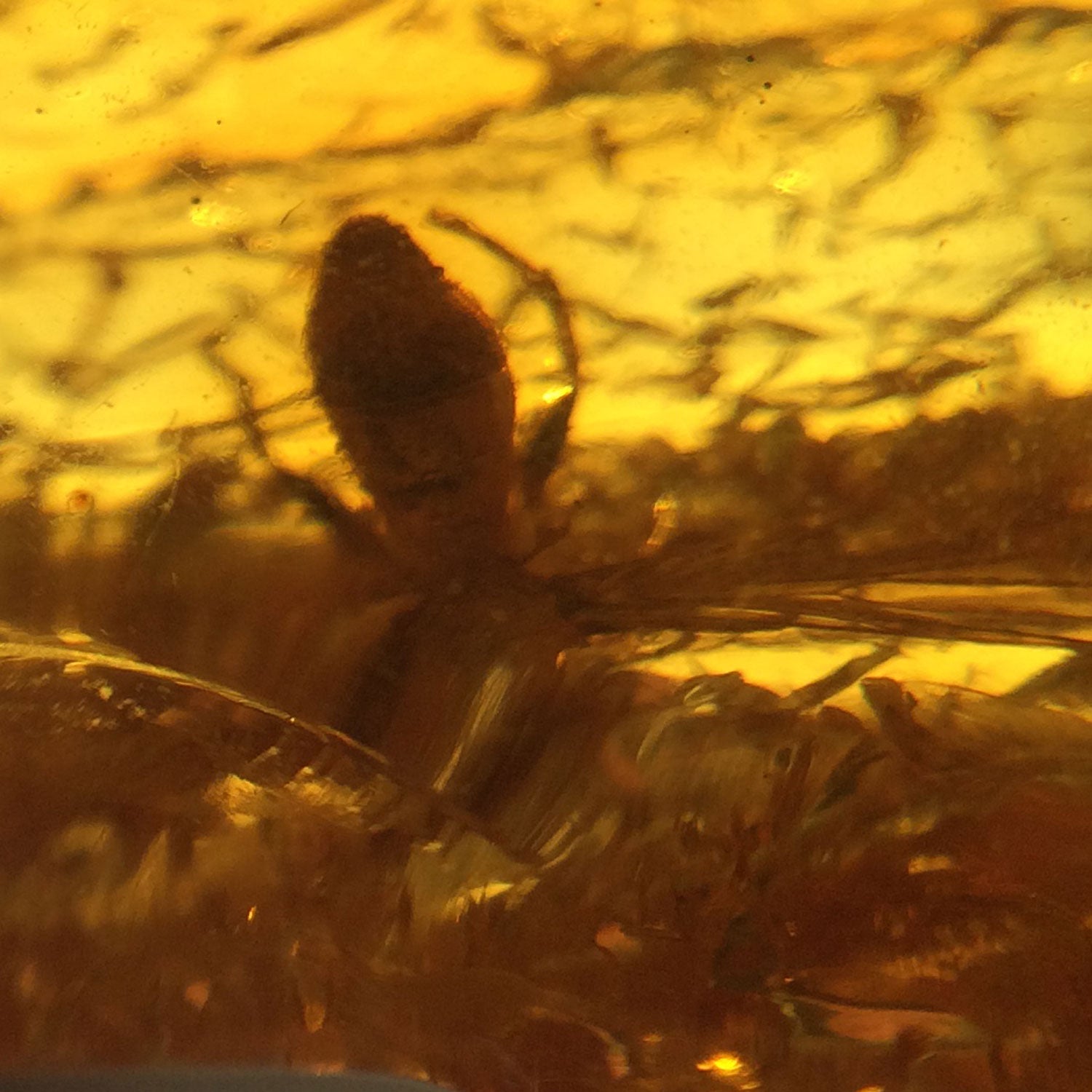 Anhänger Bernstein mit Inkluse( Käfer , Spinne ?)