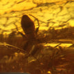 Anhänger Bernstein mit Inkluse( Käfer , Spinne ?)