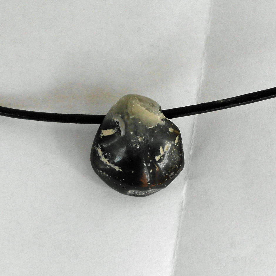 Polierter Brachiopode – Fossil von der Ostsee-Insel