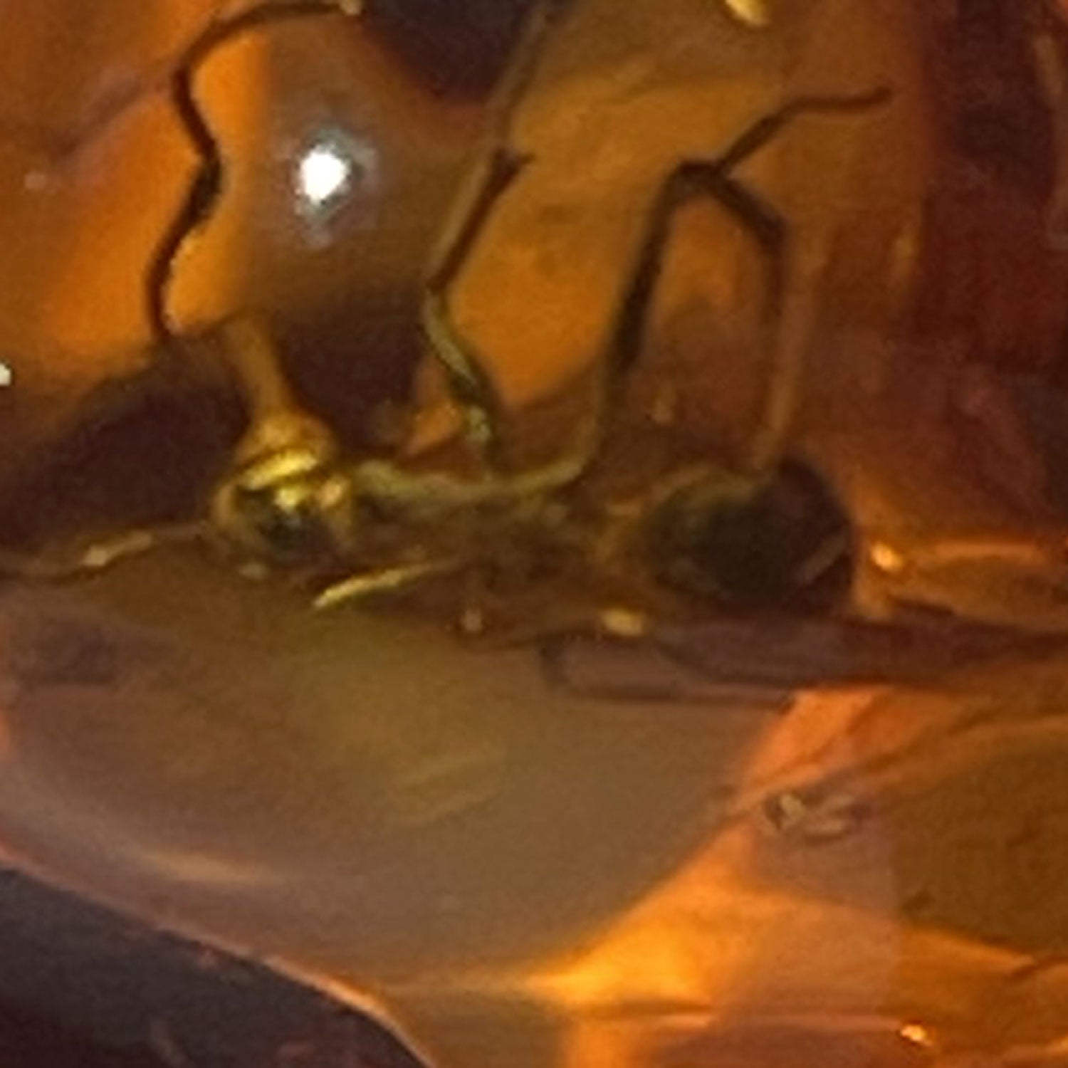 Einzigartiger Bernstein-Anhänger mit Ameisen-Inklusen