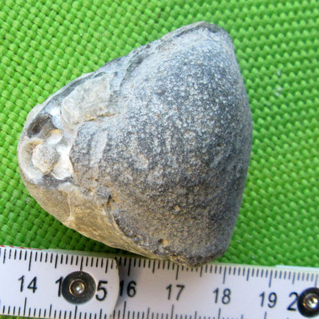 Brachiopode Terebratula sp. aus der Rügener Kreide
