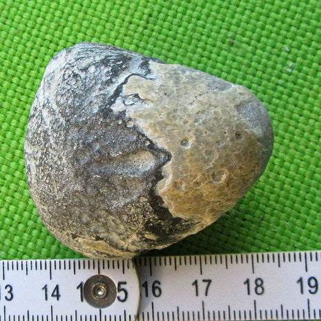 Brachiopode Terebratula sp. aus der Rügener Kreide
