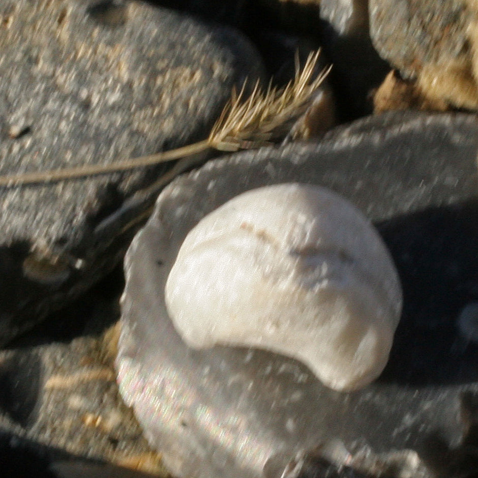 Versteinertes Armfüßer-Stück von Rügen – 70 Millionen Jahre alt