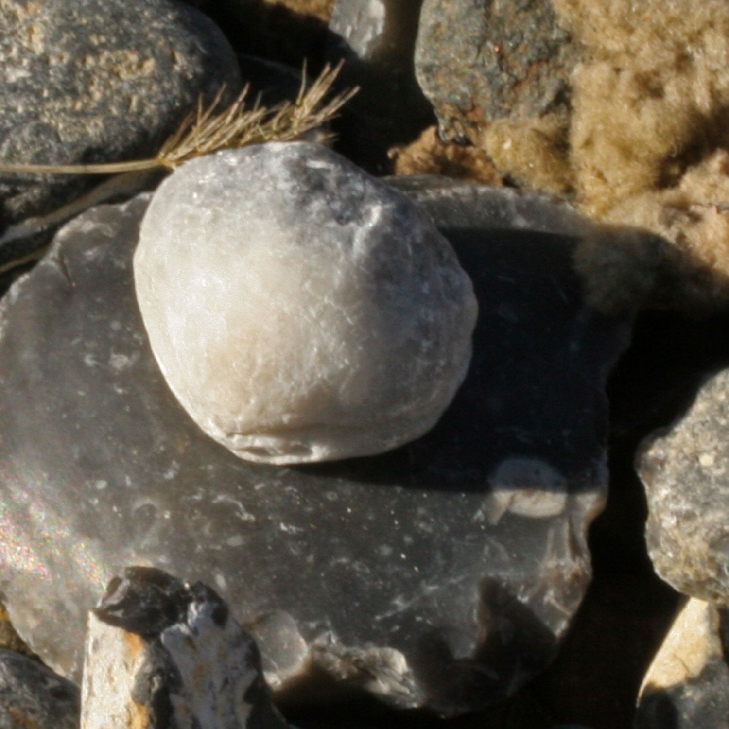 Versteinertes Armfüßer-Stück von Rügen – 70 Millionen Jahre alt