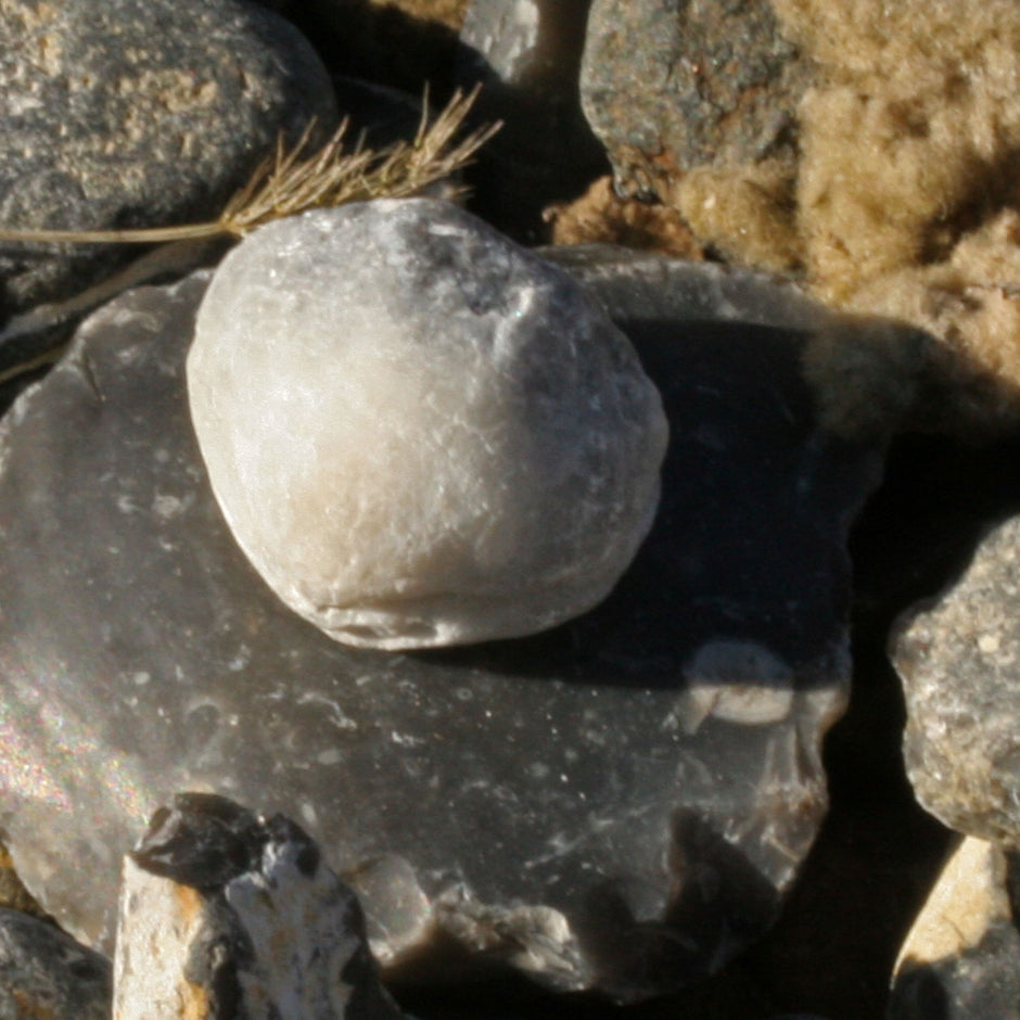 Versteinertes Armfüßer-Stück von Rügen – 70 Millionen Jahre alt