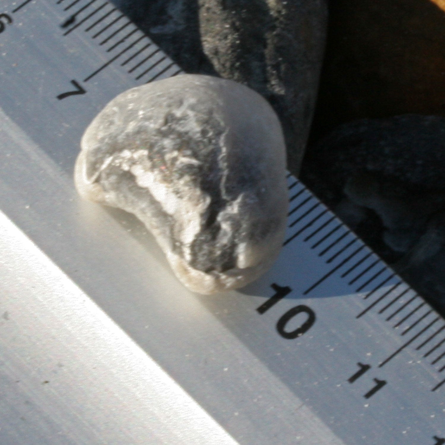 Versteinertes Armfüßer-Stück von Rügen – 70 Millionen Jahre alt