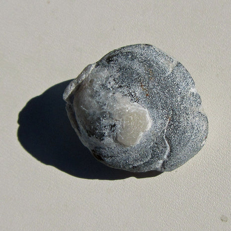 Versteinerter Armfüßer von der Insel Rügen, 70 Mio. Jahre alt