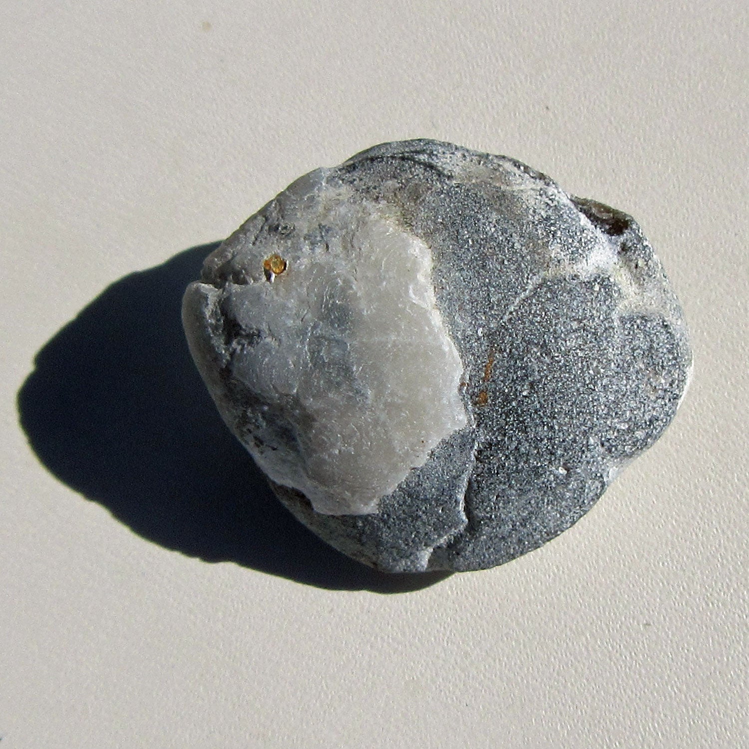 Versteinerter Armfüßer von der Insel Rügen, 70 Mio. Jahre alt