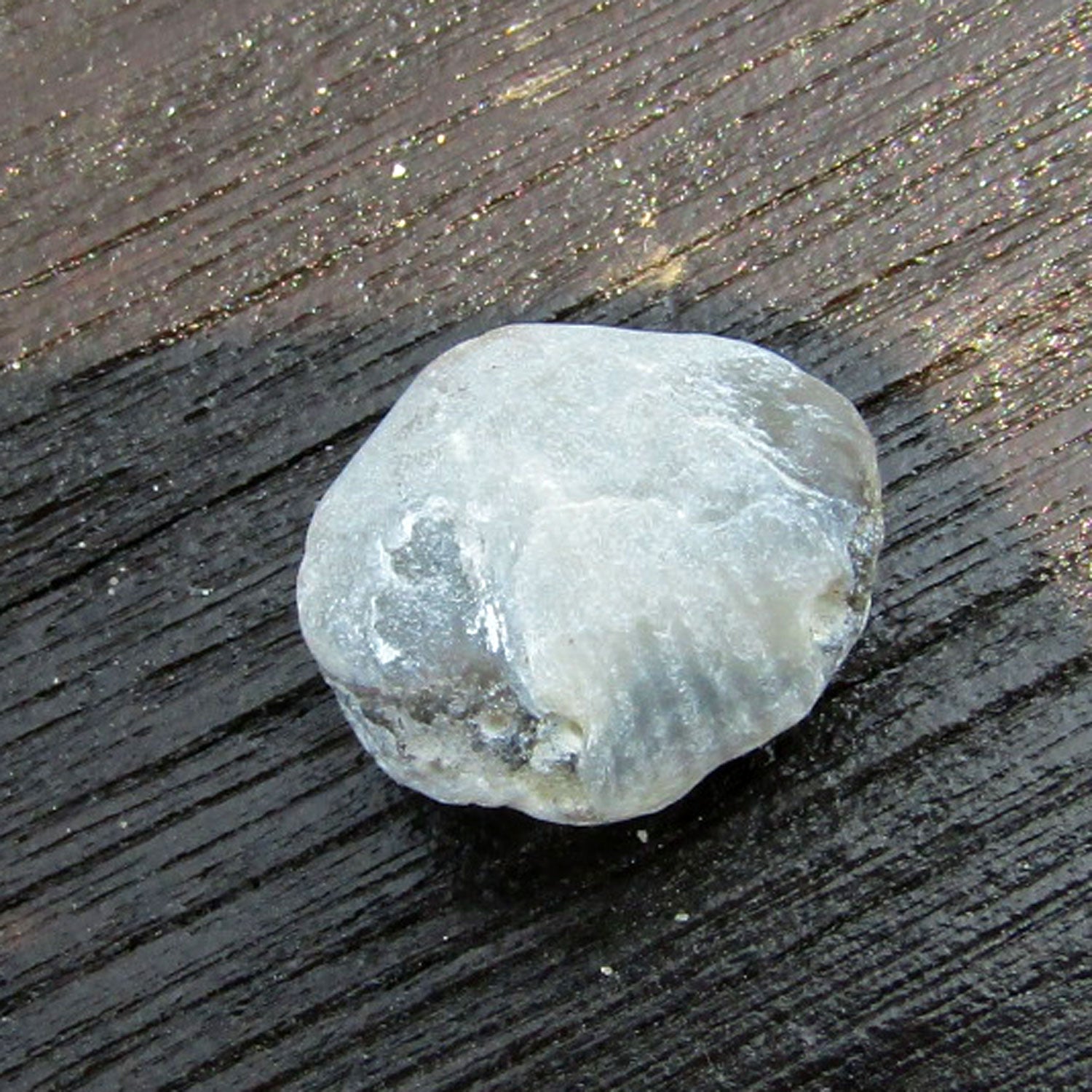 Versteinerter Armfüßer von der Insel Rügen, Unikat