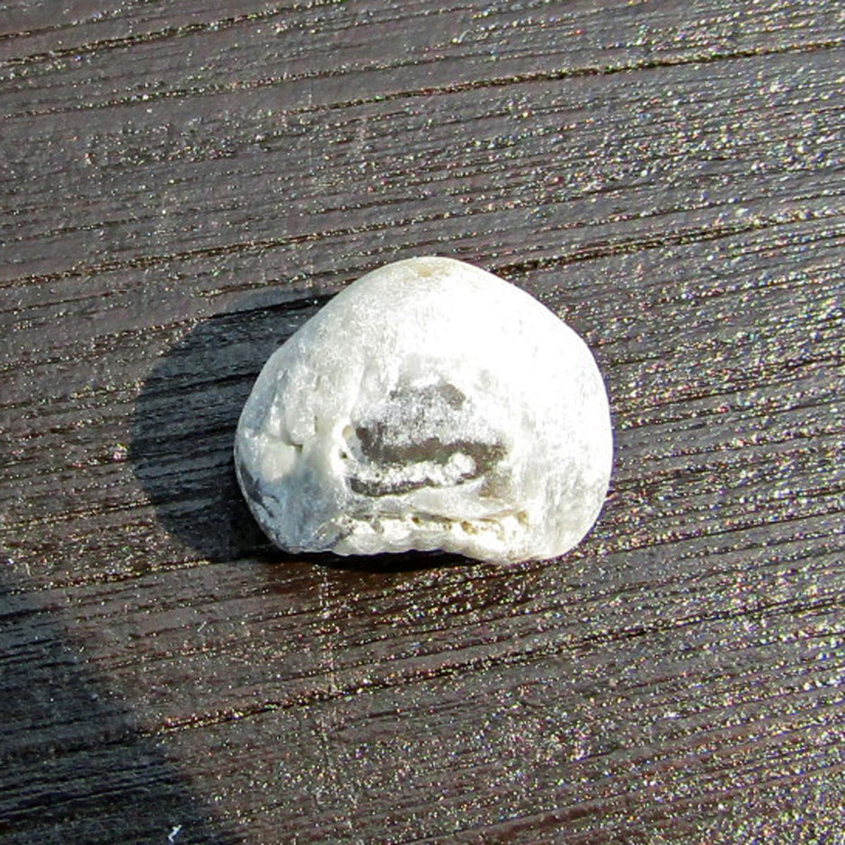 Versteinerter Armfüßer von der Insel Rügen, Unikat