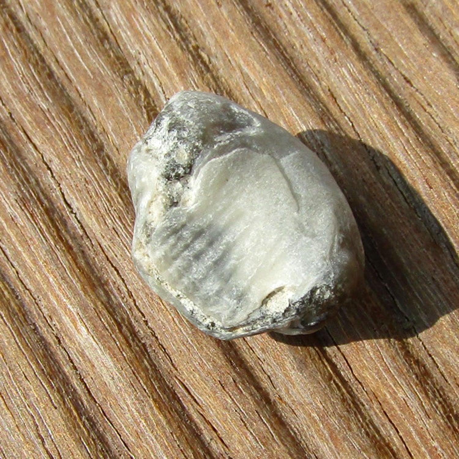 Versteinerter Armfüßer von der Insel Rügen, Unikat