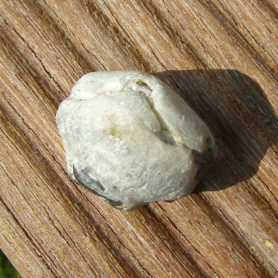 Versteinerter Armfüßer von der Insel Rügen, Unikat