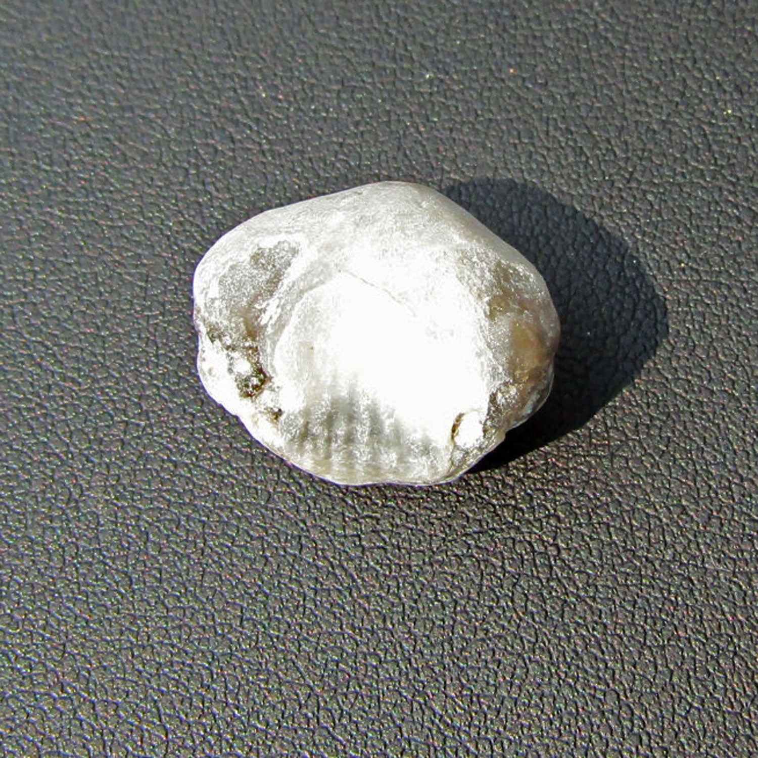 Versteinerter Armfüßer von der Insel Rügen, Unikat