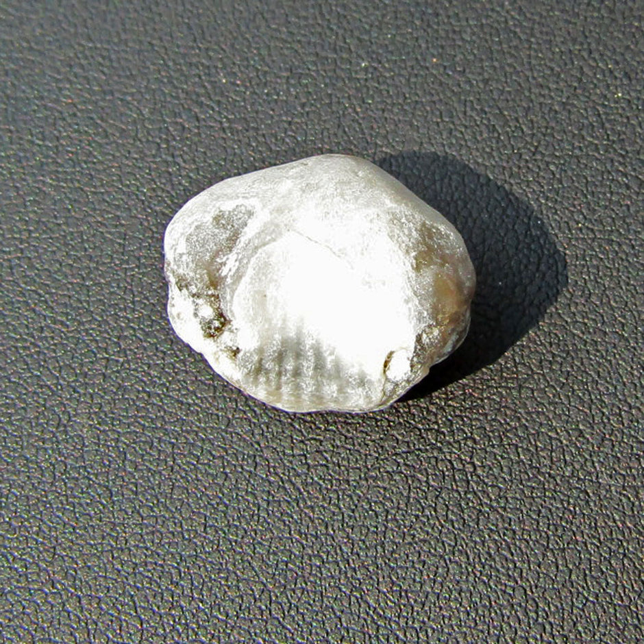 Versteinerter Armfüßer von der Insel Rügen, Unikat