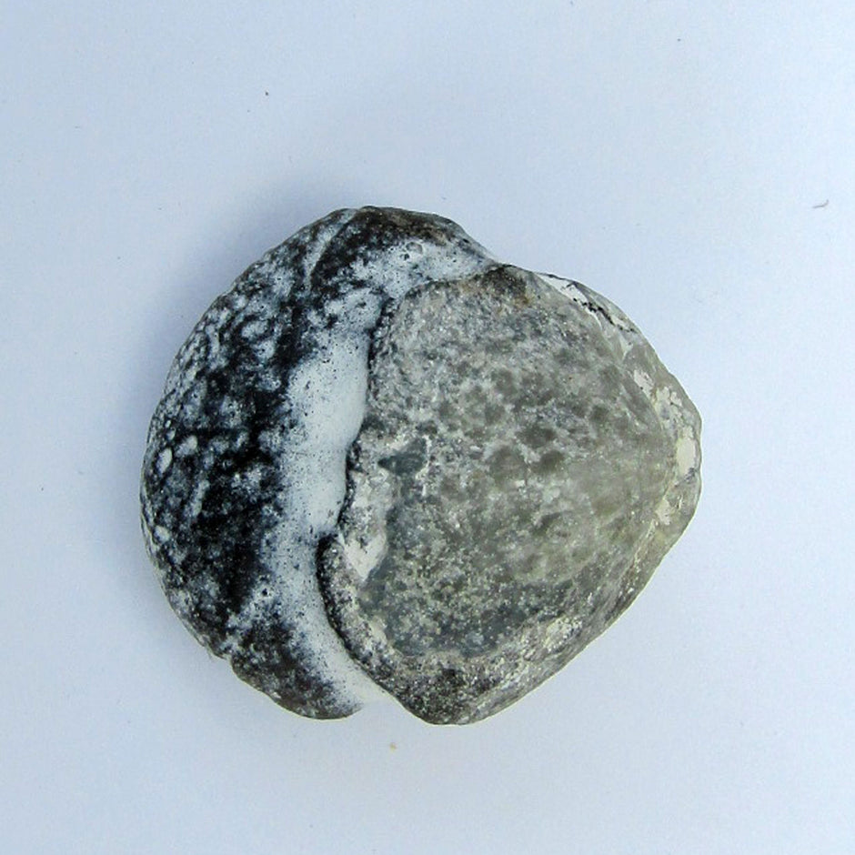 Feuersteinkern eines Brachiopoden von Rügen