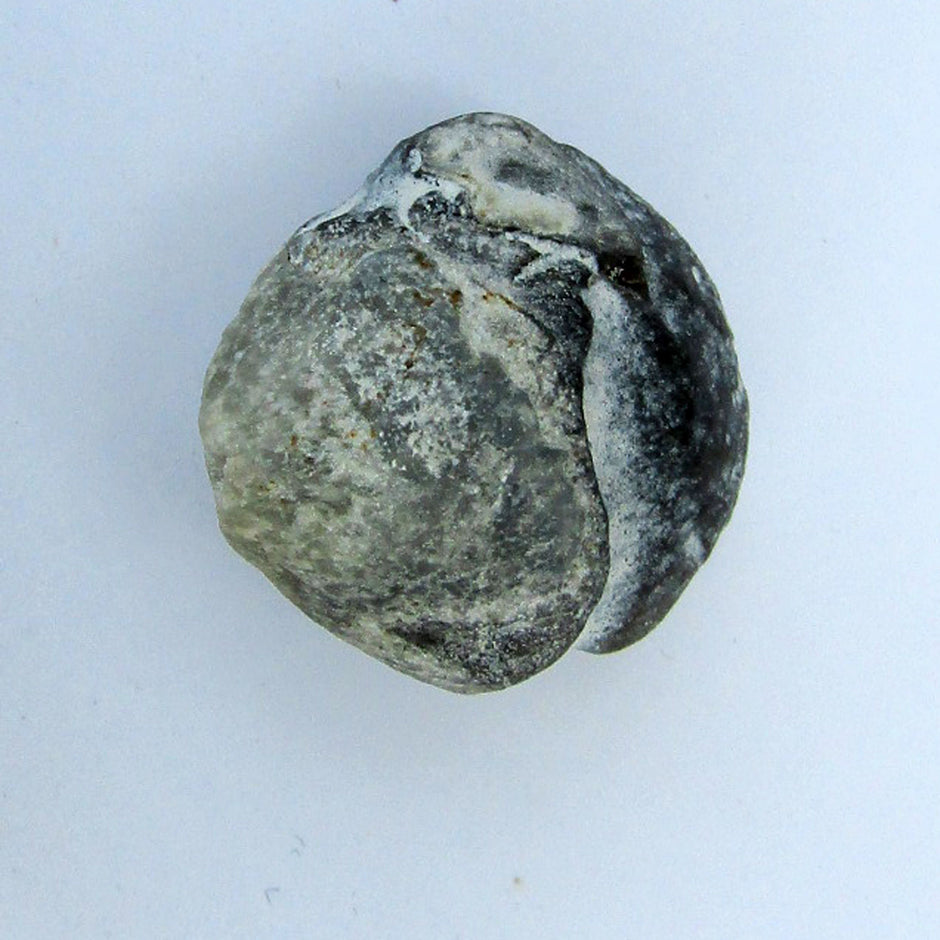 Feuersteinkern eines Brachiopoden von Rügen