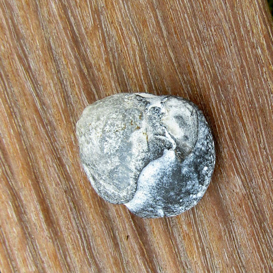 Feuersteinkern eines Brachiopoden von Rügen