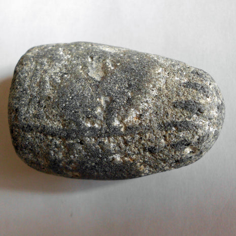 Halber Kieselschwamm Aulaxinia aus Rügener Kreide