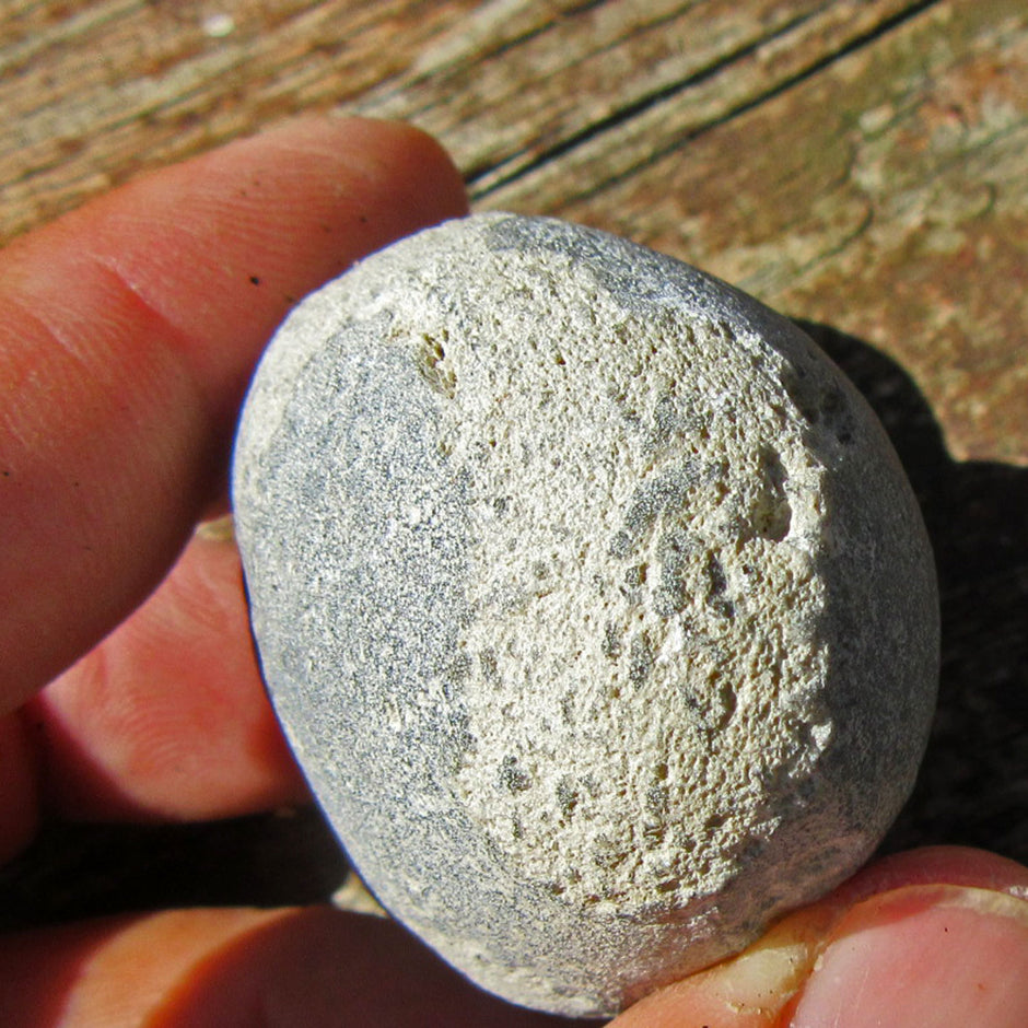 Versteinerter Kieselschwamm Aulaxinia von Rügen, Unikat