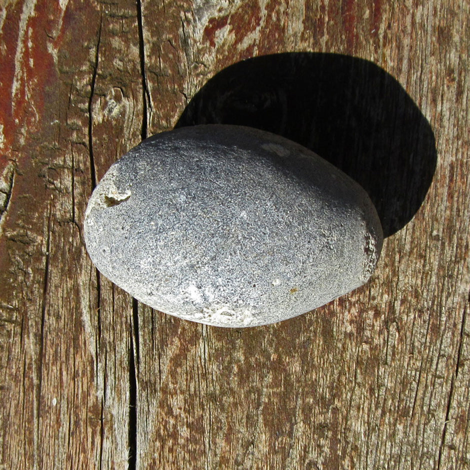 Versteinerter Kieselschwamm Aulaxinia von Rügen, Unikat