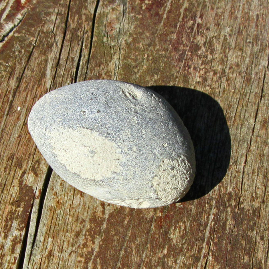 Versteinerter Kieselschwamm Aulaxinia von Rügen, Unikat