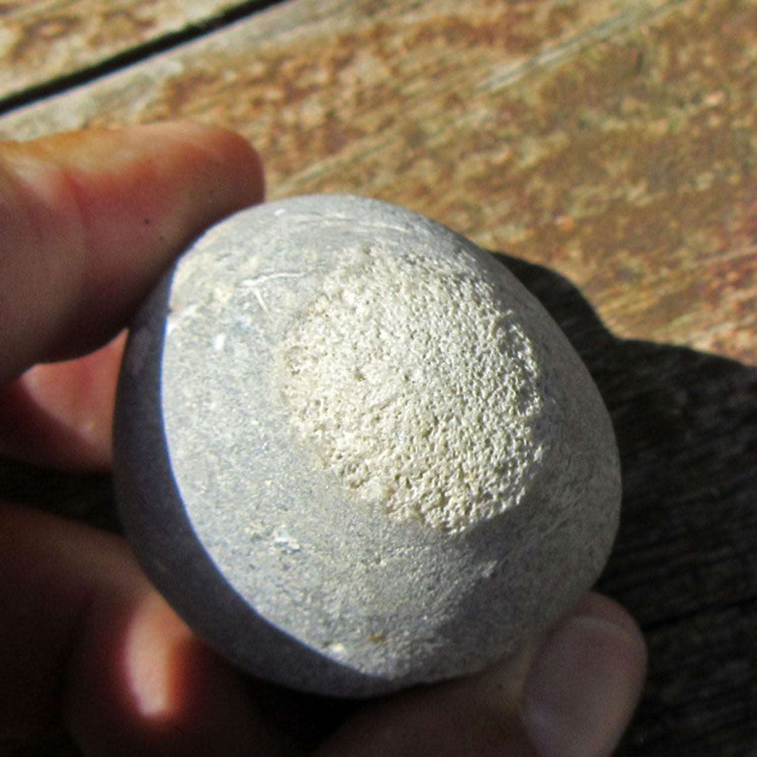 Versteinerter Kieselschwamm Aulaxinia von Rügen, Unikat