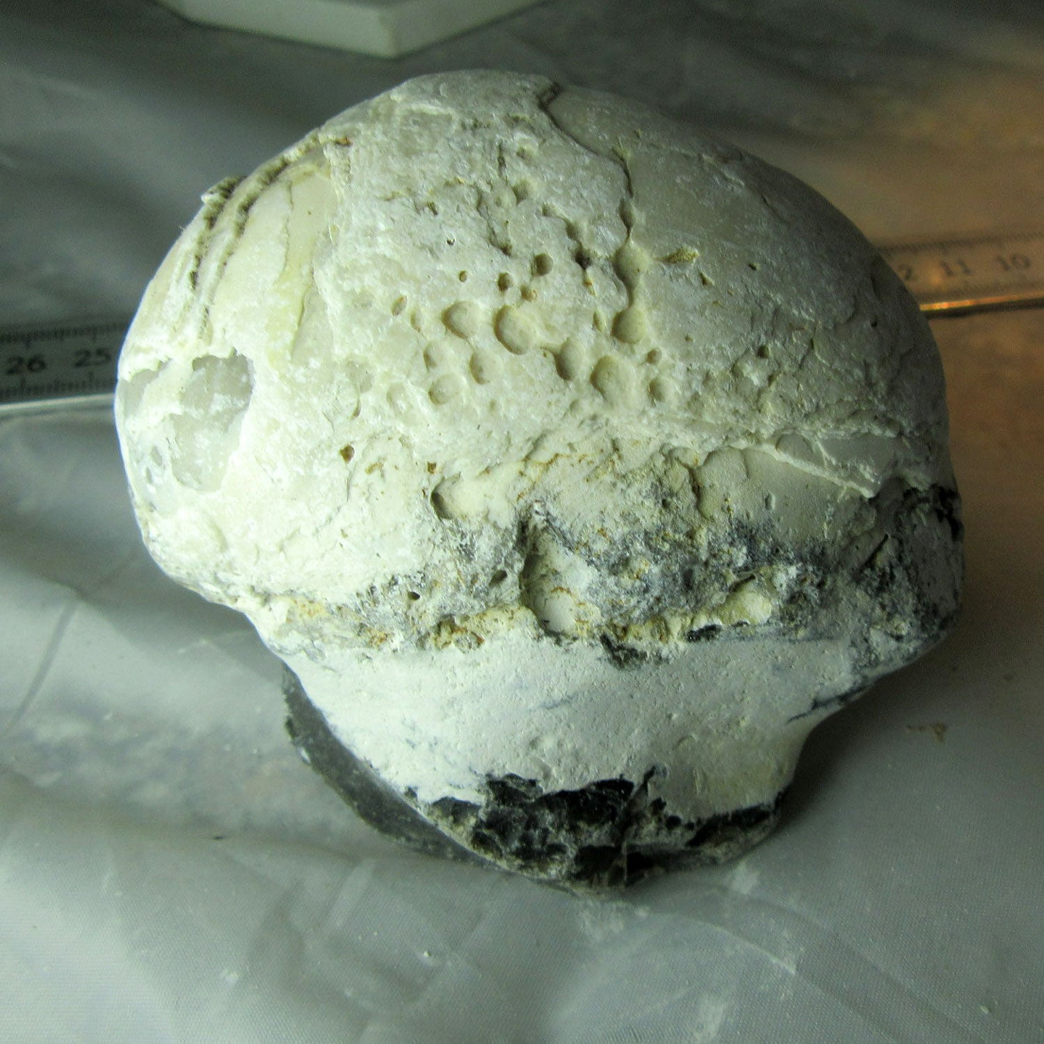 Dickmuschel Auster von der Ostsee mit Wurmlöchern