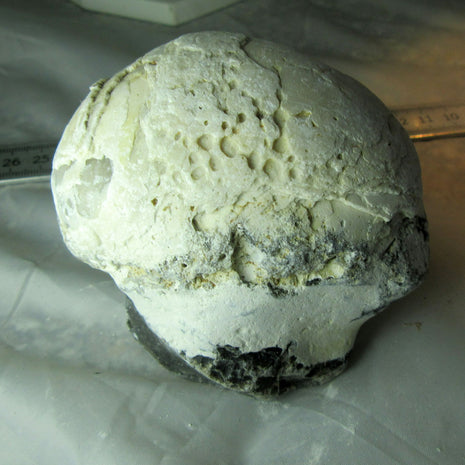 Dickmuschel Auster von der Ostsee mit Wurmlöchern