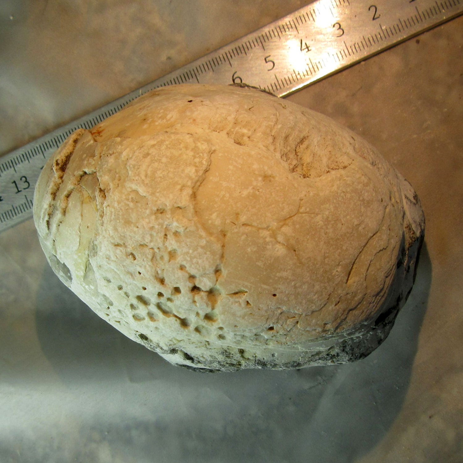 Dickmuschel Auster von der Ostsee mit Wurmlöchern