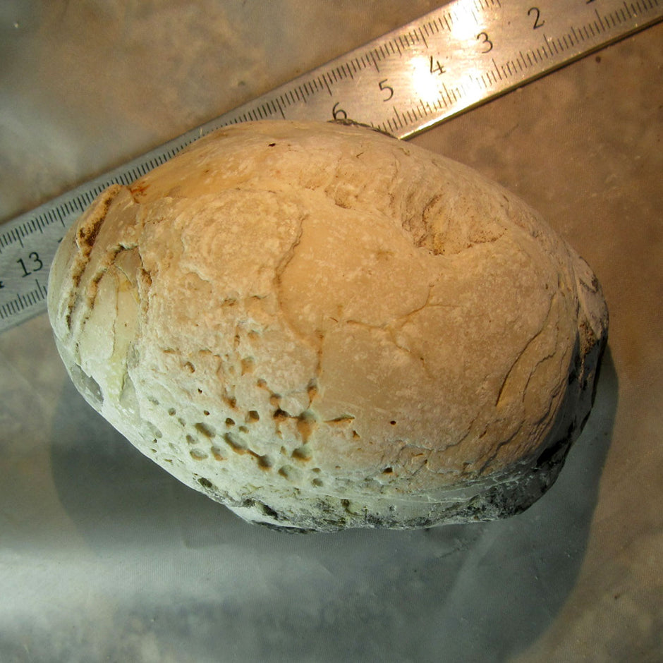 Dickmuschel Auster von der Ostsee mit Wurmlöchern