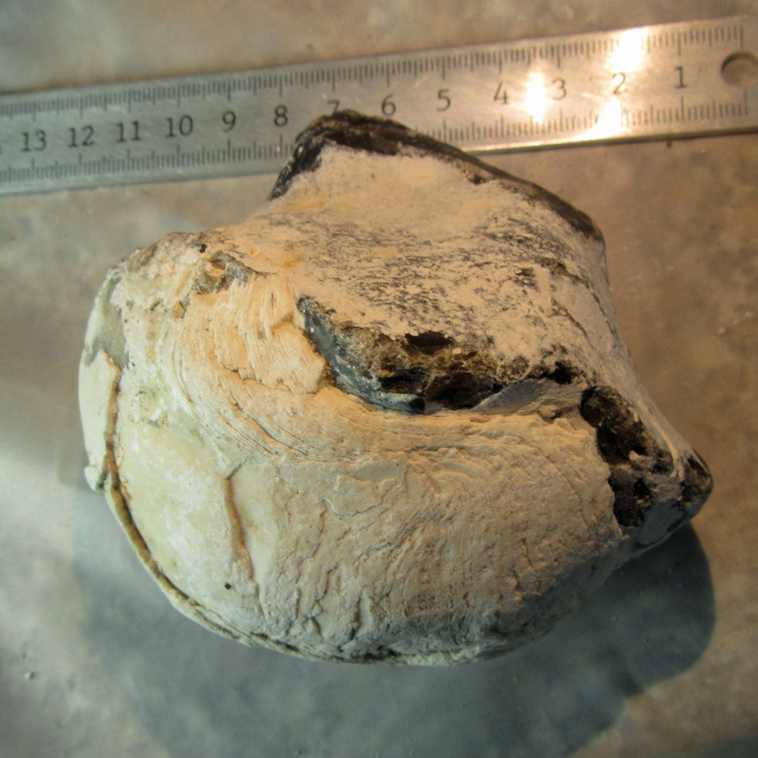 Dickmuschel Auster von der Ostsee mit Wurmlöchern