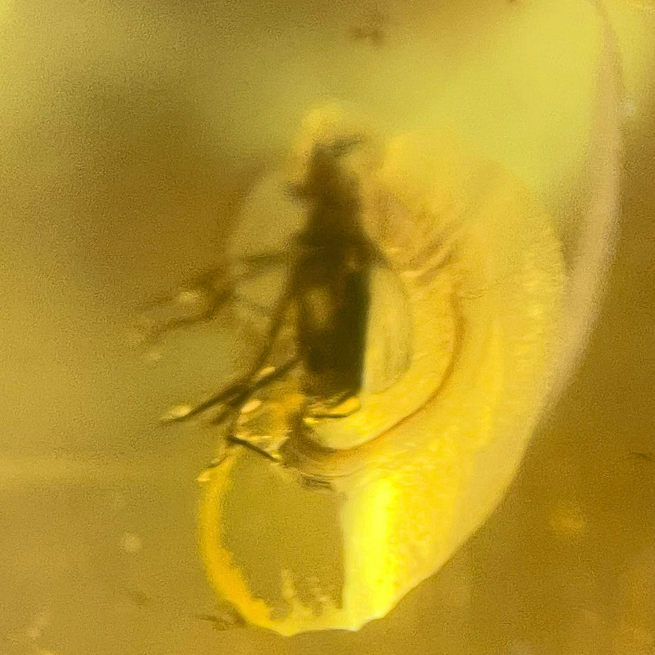 Tropfenförmiger Bernstein mit Fliege am Drahtcollier