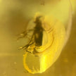 Tropfenförmiger Bernstein mit Fliege am Drahtcollier